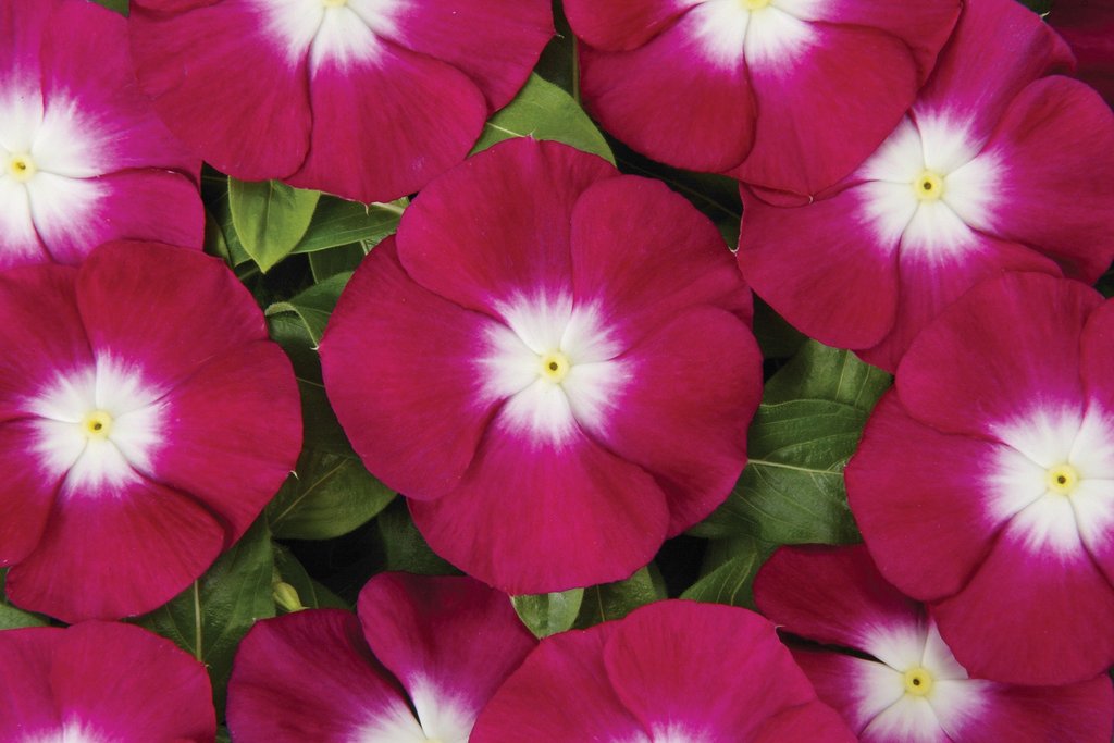 vinca flower seed Vinca Seeds 50 Vinca Flower Seeds Vinca Sunsplash Burgundy Halo – trailingpetunia.com
