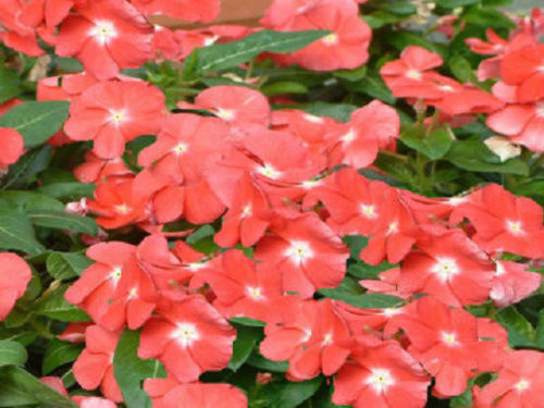 50 Vinca Seeds Sunsplash Peach Seeds Bedding Flower