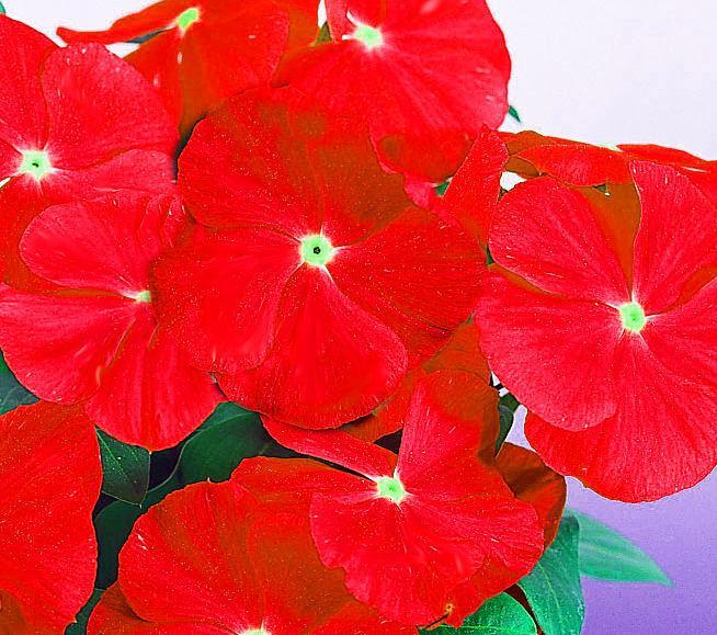50 Vinca Seeds Sunsplash Red Vinca Flower