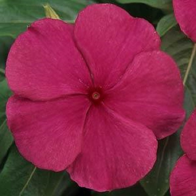 Vinca Seeds Titan Burgundy 25 Vinca Flower Seeds