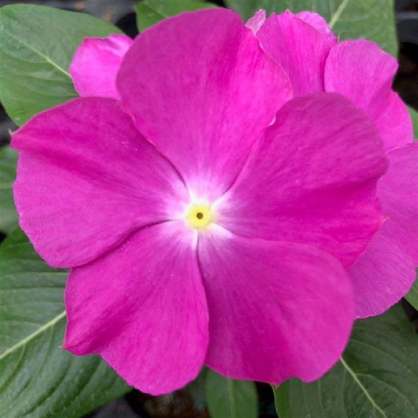 Vinca Virtuosa Orchid 25 thru 250 Vinca Seeds Bulk Flower Seeds