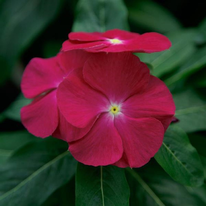 vinca flower seeds Vinca Seeds Vinca Virtuosa Raspberry 25 Seeds Flower Seeds