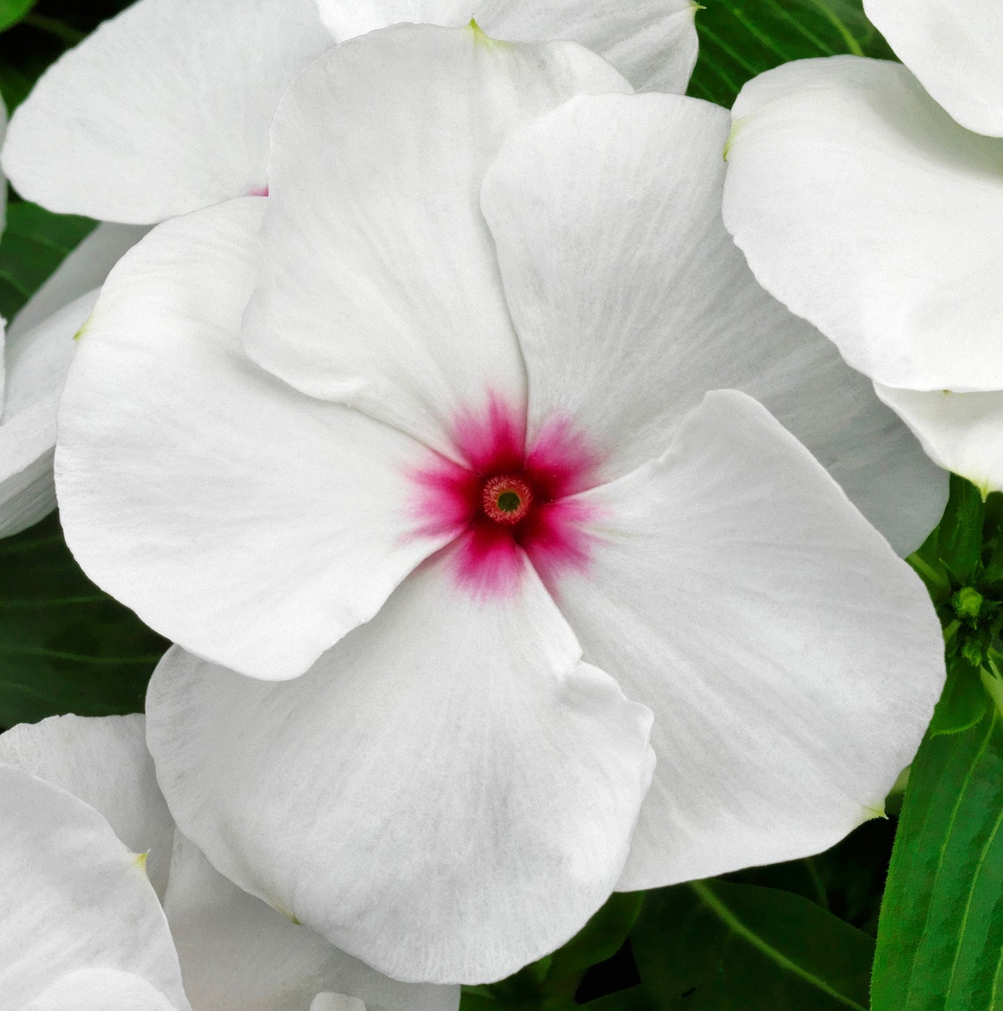 Vinca Seeds Vinca Vitalia Polka Dot 25 thru 250 Bulk Vinca Seeds