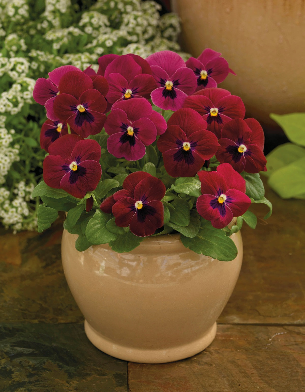Viola Seeds Viola Colormax Rose Blotch 25 thru 500 Bulk Seeds