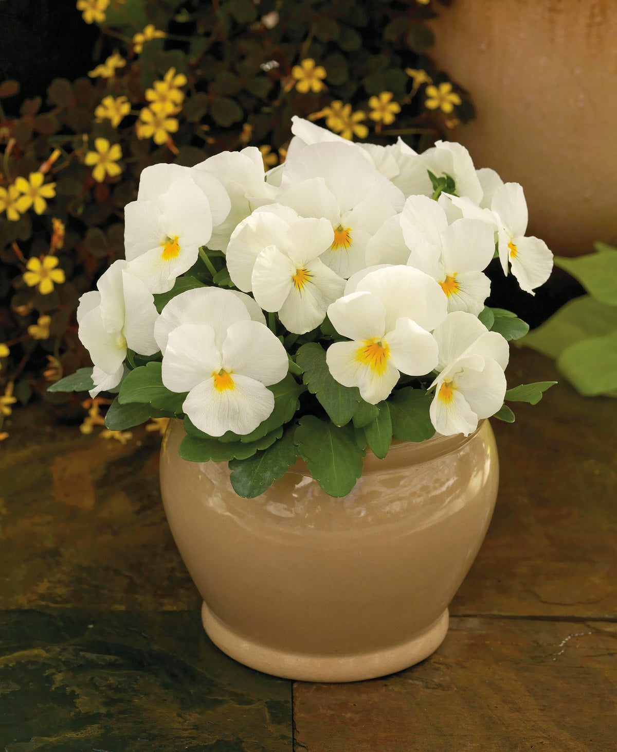 Viola Seeds Viola Colormax Popcorn 25 thru 500 Bulk Seeds