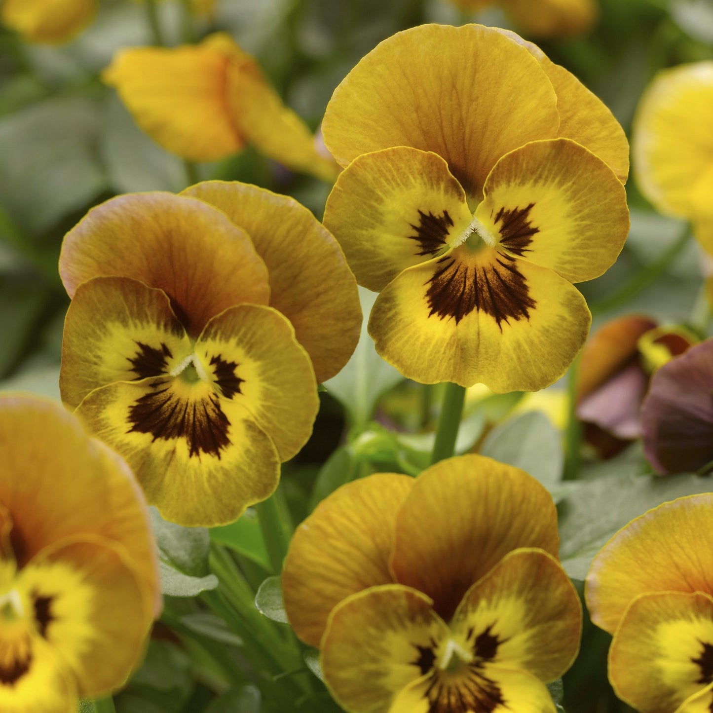 Viola Seeds Viola Deltini Honeybee 50 Seeds Scented Viola