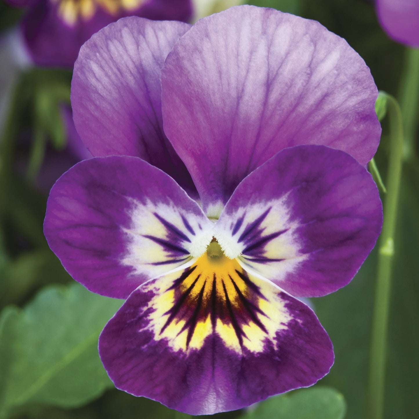 Viola Seeds Viola Endurio Pink Purple Shades 50 Seeds