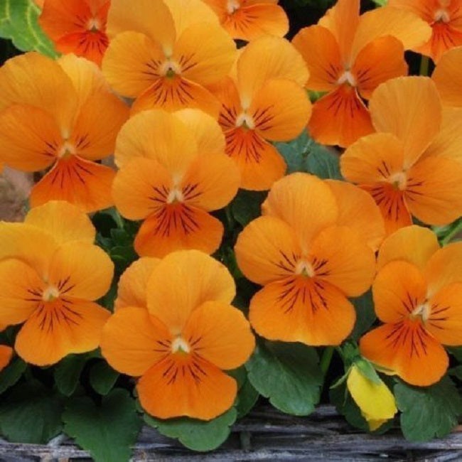 Edible Viola Penny Orange 25 thru 500 Bulk Viola Seeds