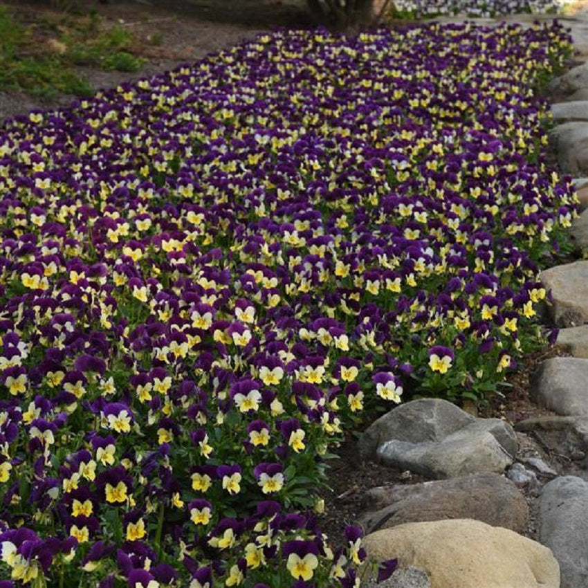 Viola Seeds 50 Seeds Viola Quicktime Lemon Jump Up