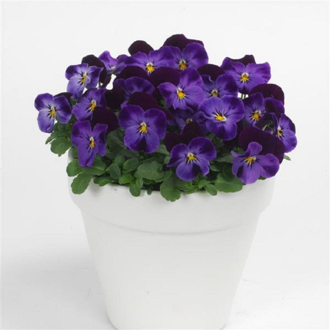Viola Seeds Sorbet XP Denim Jump Up 50 Flower Seeds