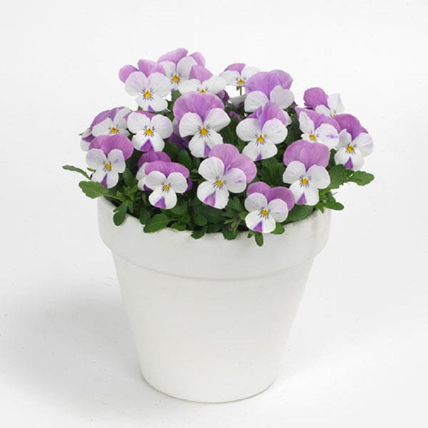 Viola Seeds Sorbet XP Pink Wing 50 Flower Seeds