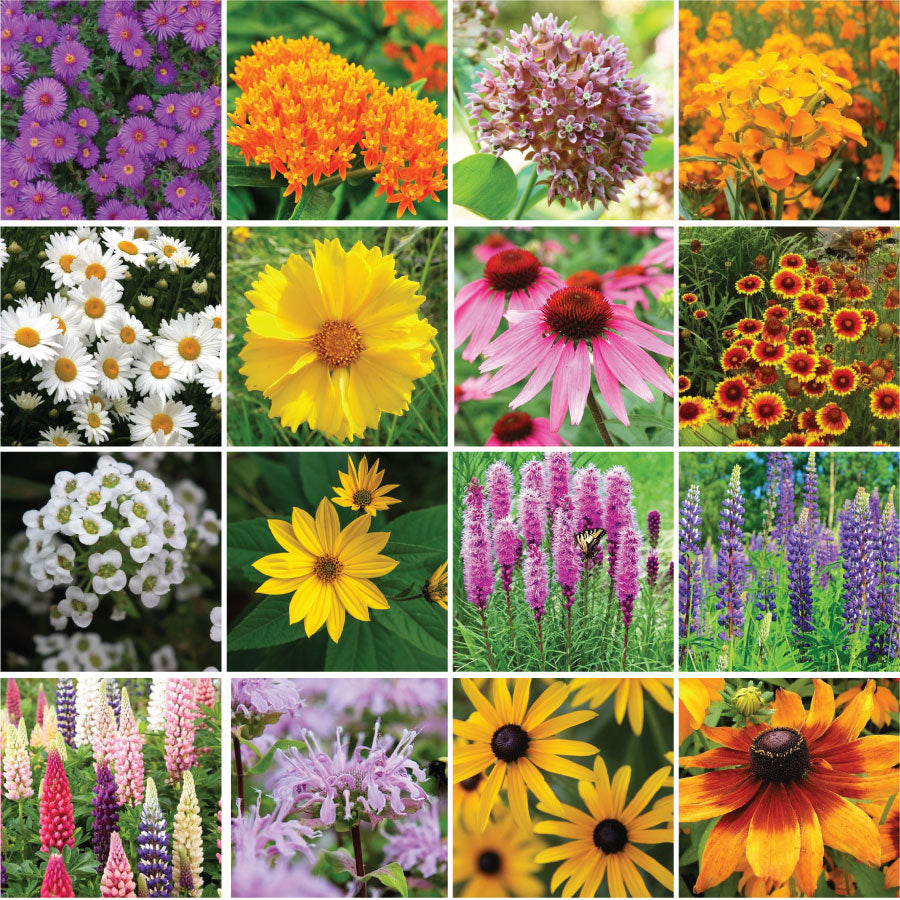 Eastern Wildflower Mix Seeds 1,000 Wildflower Seeds