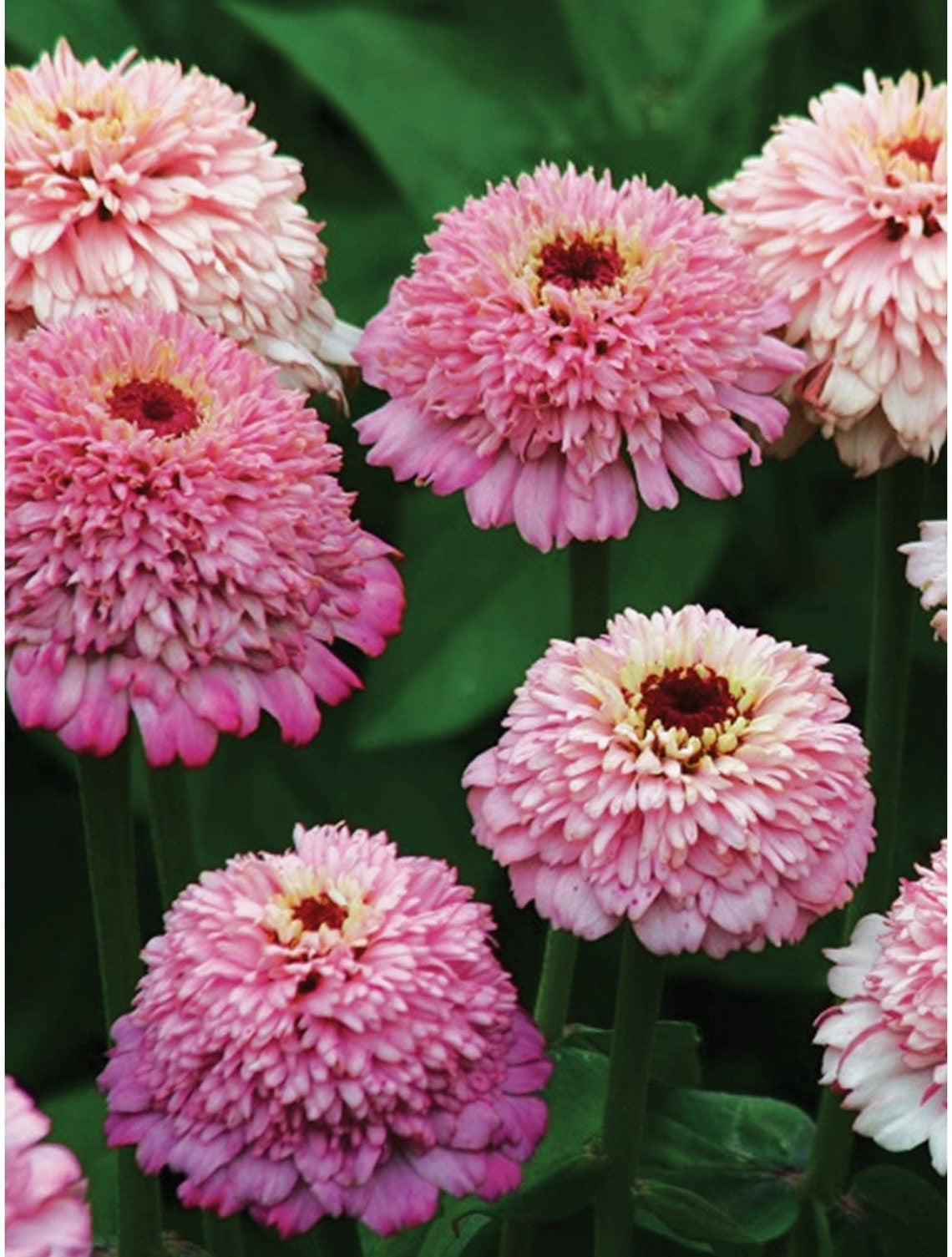 flower seeds for sale nearby Zinnia | Zinderella Lilac | 50 Seeds | Pink | Flowers
