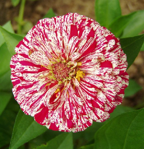 50 Zinnia Seeds Zinnia Peppermint