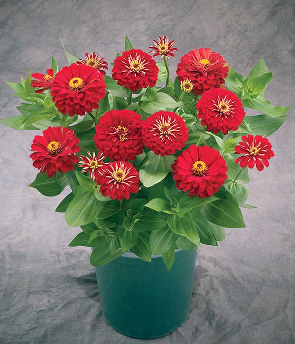 Zinnia Seeds Zinnia Preciosa Red 25 Flower Seeds