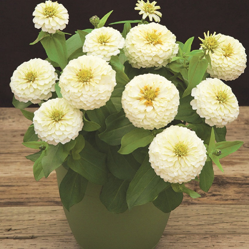 bulk zinnia flower seeds Zinnia Seeds | Zinnia Preciosa White