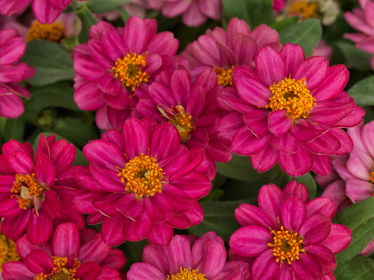 Zinnia Seeds Profusion Double Hot Cherry 15 thru 250 Flower Seeds
