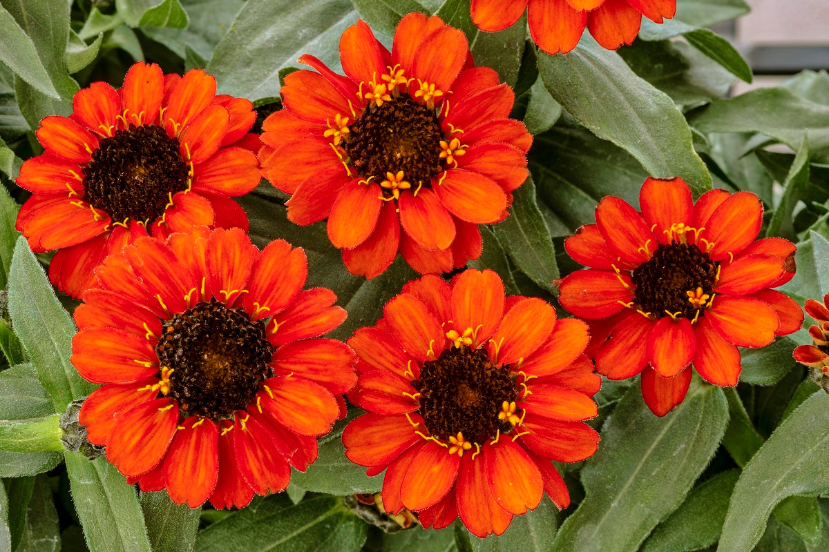 Zinnia Seeds Profusion Double Fire 15 thru 250 Flower Seeds
