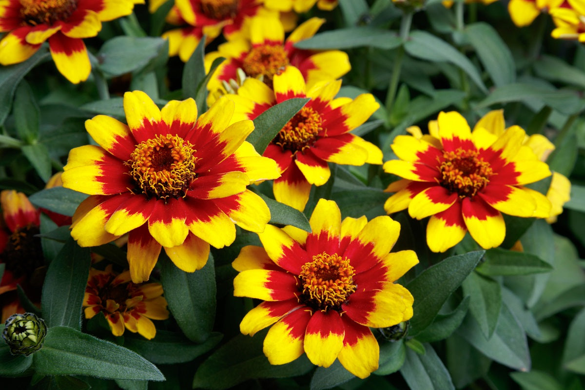 Zinnia Seeds Zinnia Profusion Red & Yellow Bicolor 15 thru 250 Seeds