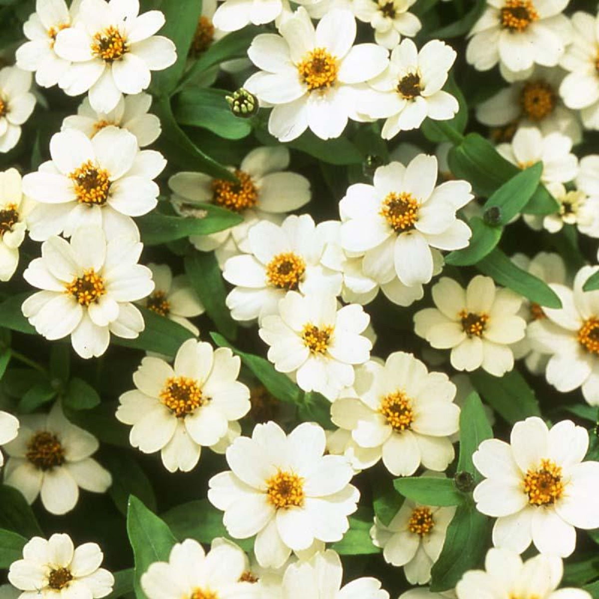 Profusion Double White 25 Zinnia Seeds