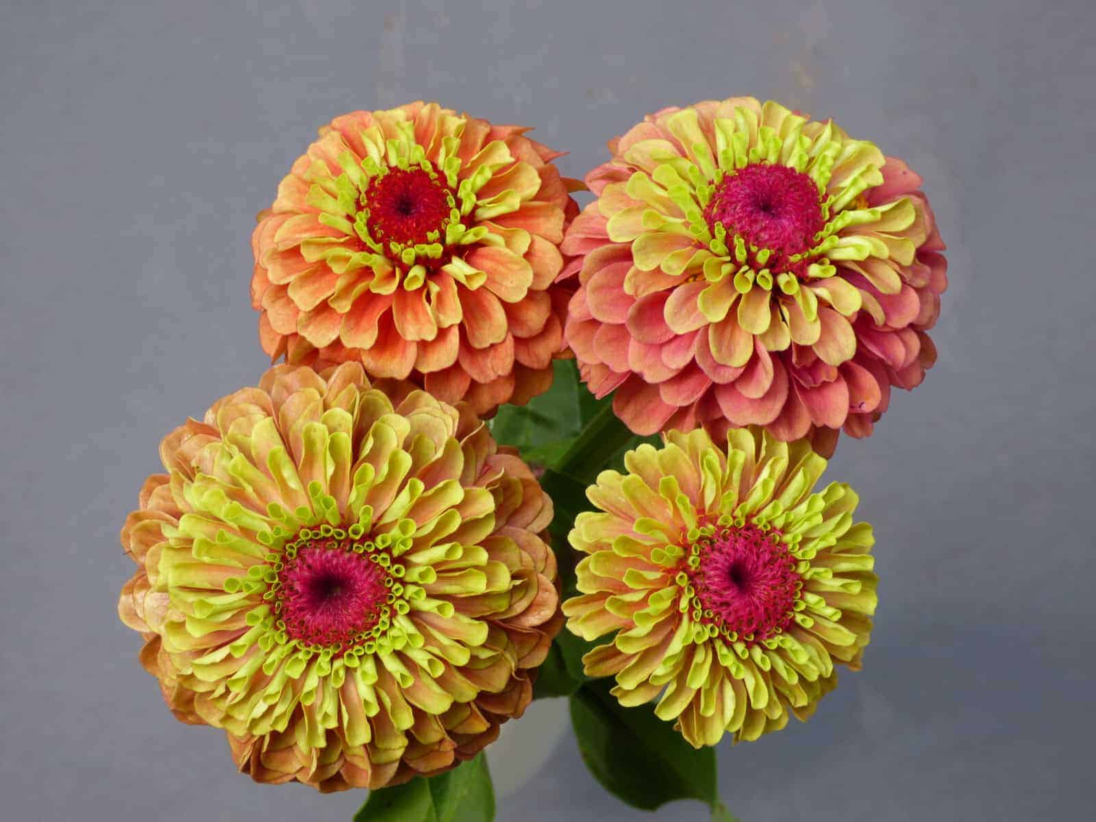 zinnia flower seeds online Buy Zinnia Seeds Online Queeny Lime Orange 25 Seeds Trailing Petunia – trailingpetunia.com