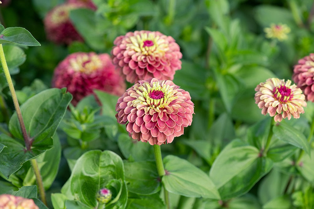 zinnia flower seeds online Buy Zinnia Seeds Queeny Lime Red 25 Flowers Seeds Great Cut Flower
