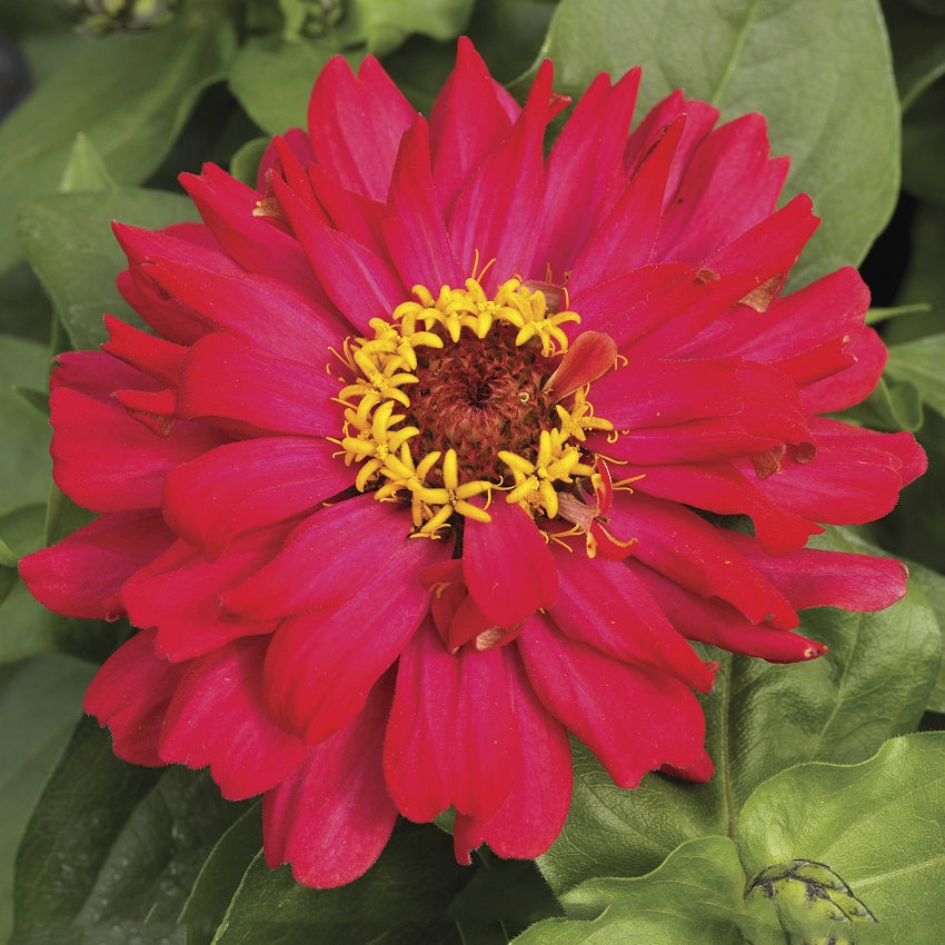 short flower seeds Flower Seeds | Zinnia Seeds