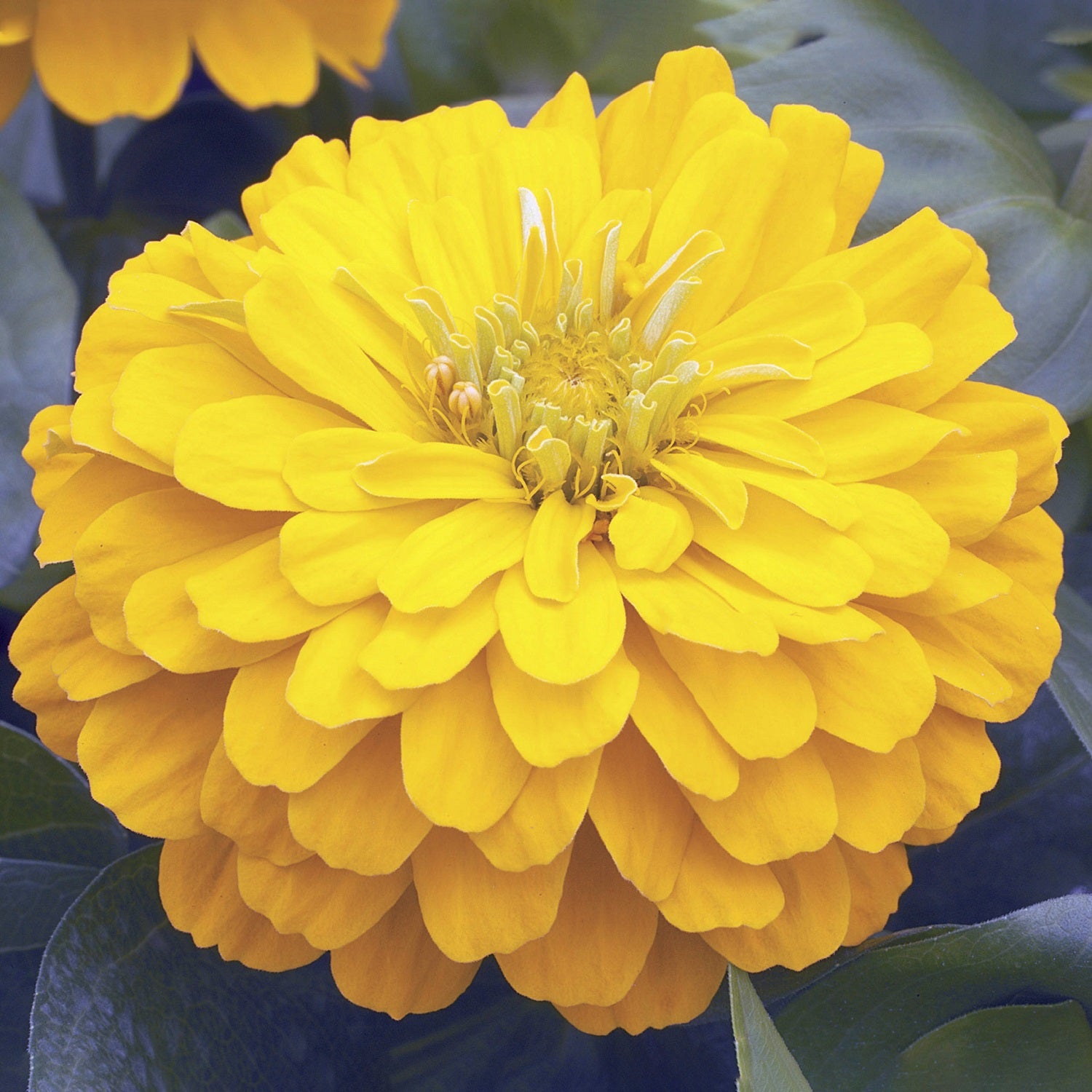 short flower seeds Zinnia Bulk Seeds Short Stuff Gold for Small Gardens