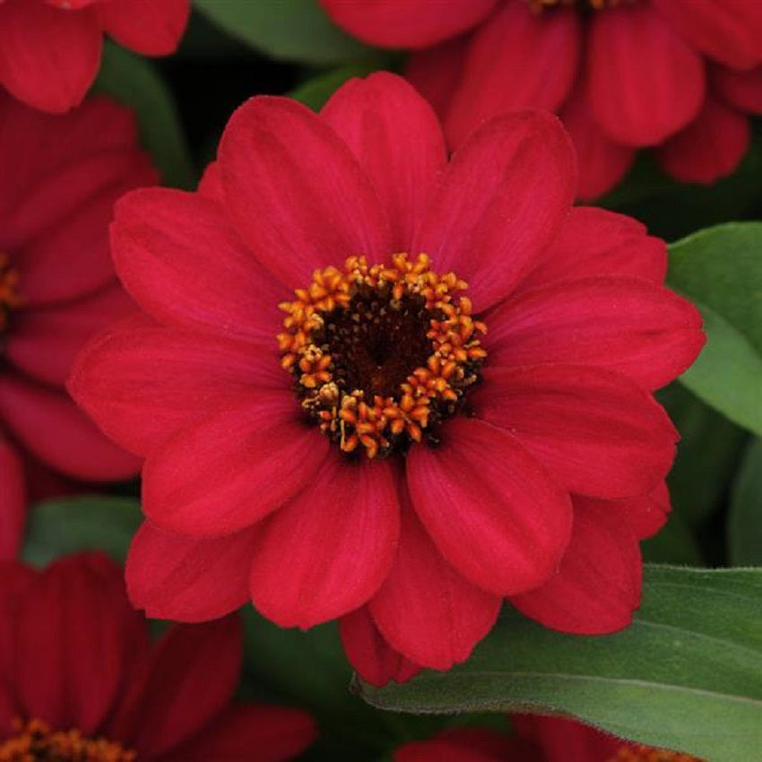 Zinnia Seeds Zahara Raspberry 15 thru 100 Bulk Seeds