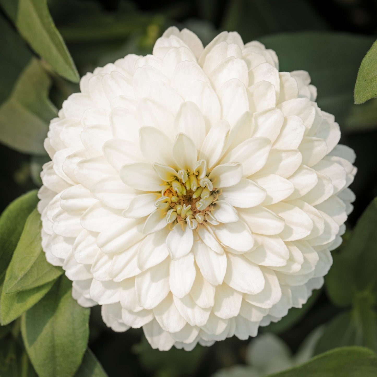 Zinnia Seeds Zinnia Zydeco White 25 Seeds