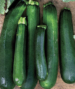 Black Beauty Zucchini Seeds 50 Summer Squash Seeds Flower Seeds