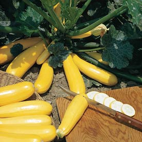 Golden Zucchini Seeds 50 Vegetable Seeds Garden Seeds