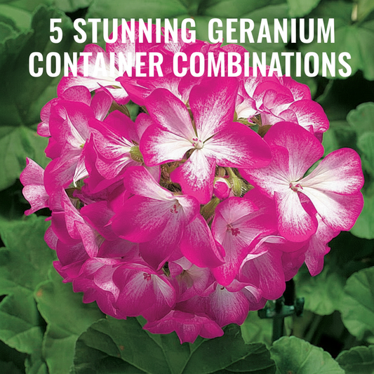 Beautiful Geranium container arrangement using the thriller, filler, spiller method with vibrant blooms and trailing plants. Inspiring container ideas for stunning summer displays.