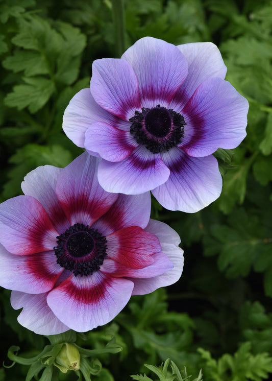 Grow Anemones Seed A Blooming Secret for Stunning Spring Flowers