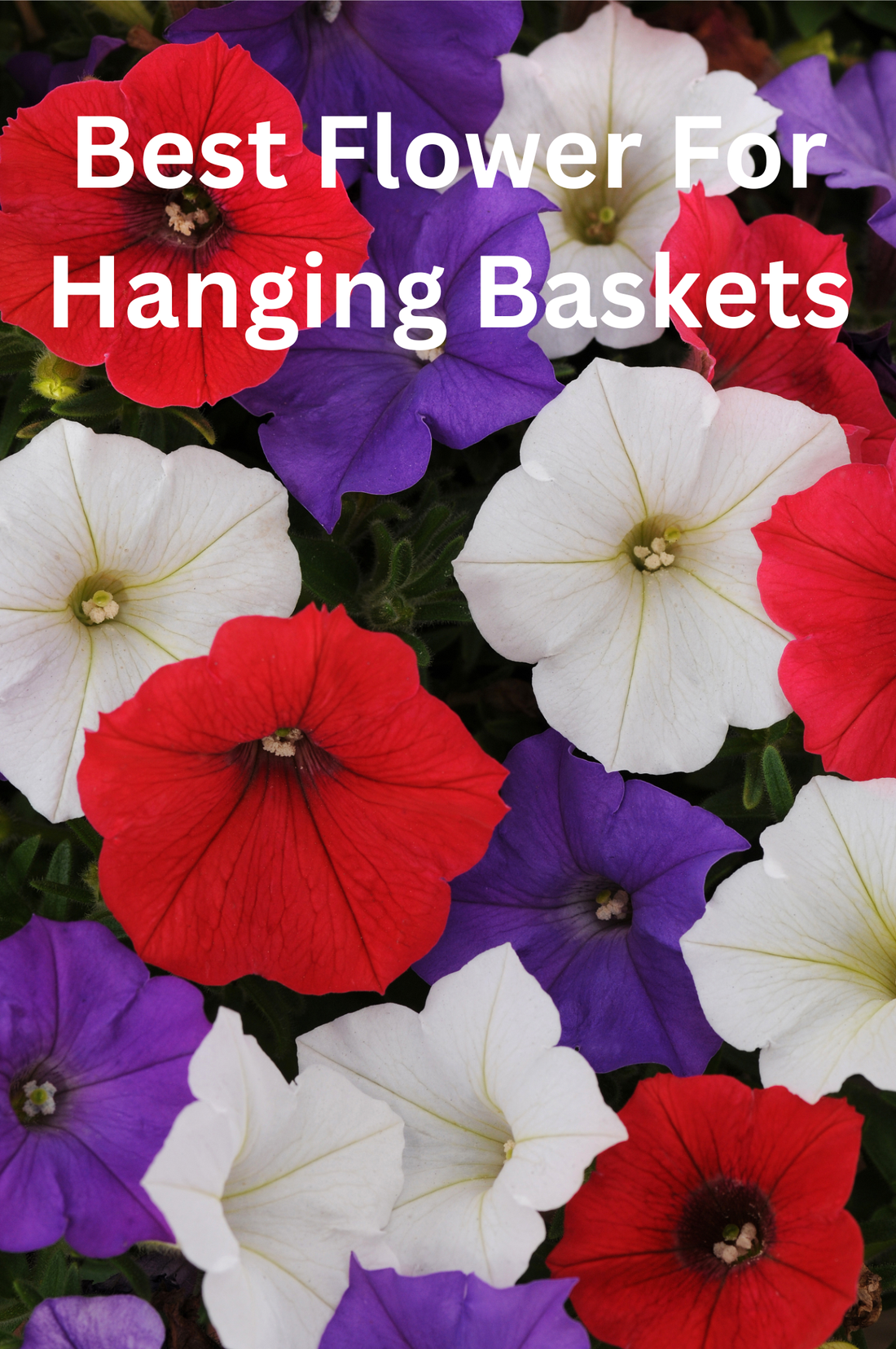 Best flowers for hanging baskets grown from seed including Easy Wave and Shock Wave Petunia seeds for full, trailing summer blooms