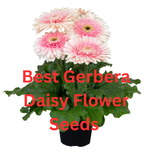 Gerbera daisy seeds for bright, colorful blooms