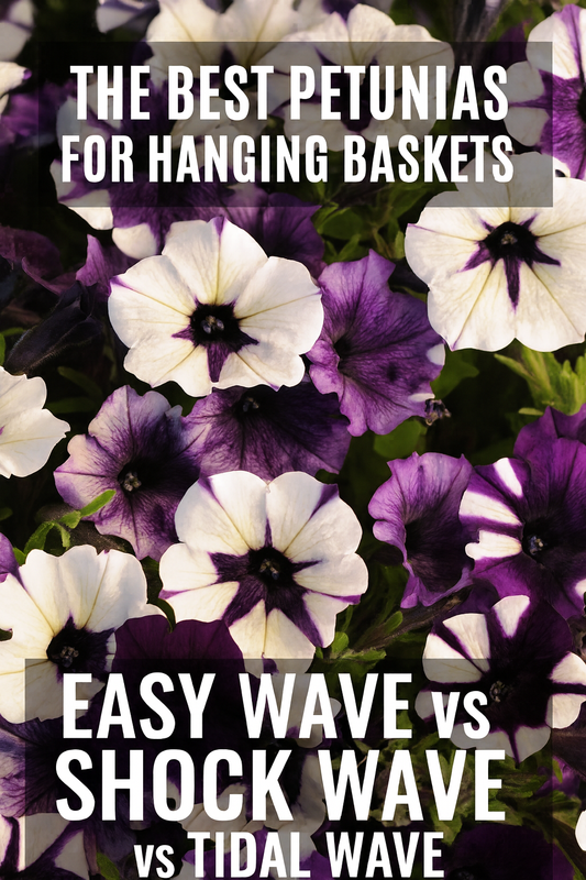 Easy Wave, Shock Wave, and Tidal Wave Petunias blooming in hanging baskets – best petunia seeds for vibrant summer displays