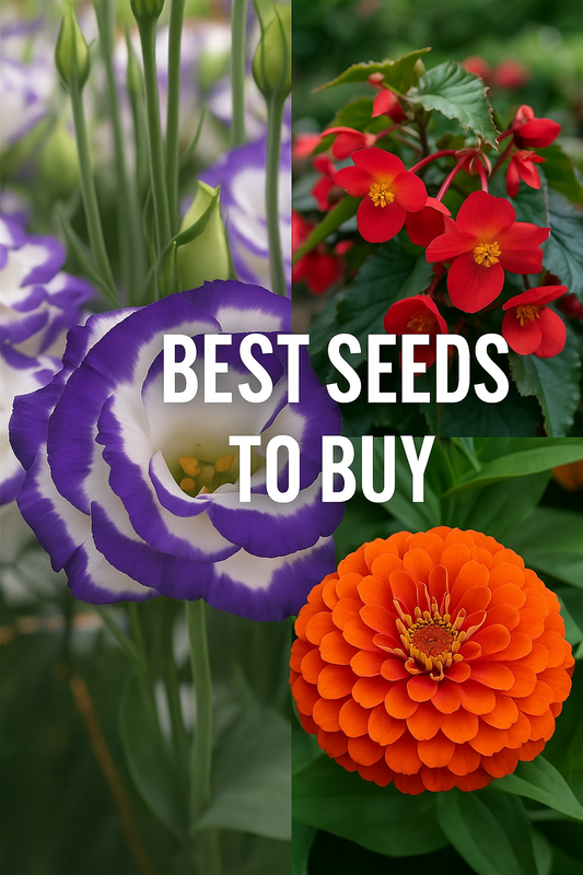 Best seeds to buy – Lisianthus, Begonia, and Zinnia flowers | Trailing Petunia