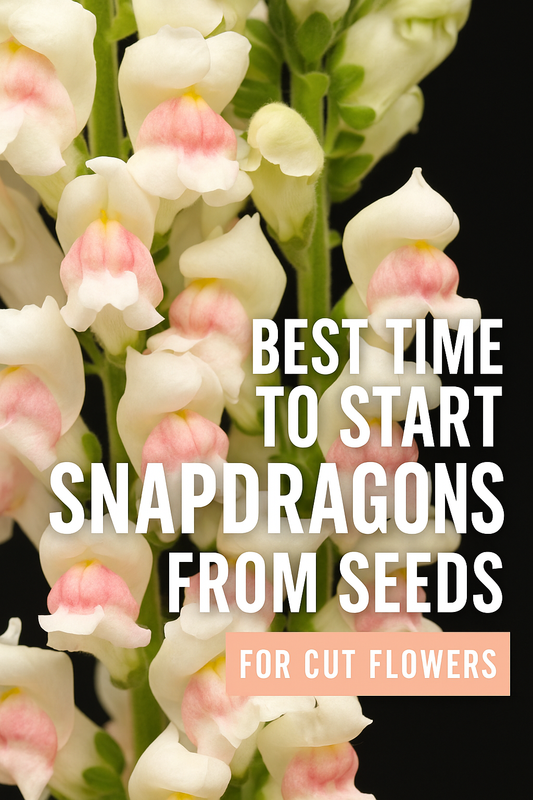 Best Time to Start Snapdragons from Seeds: A Complete Guide for Cut Flower Growers