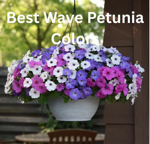 “Best Wave Petunia colors and varieties for hanging baskets — Easy Wave and Shock Wave seeds in vibrant summer mixes.