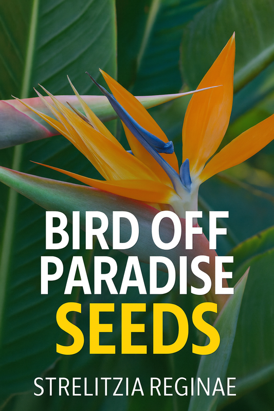 Bird of Paradise Seeds Strelitzia reginae with vibrant orange and blue tropical flowers