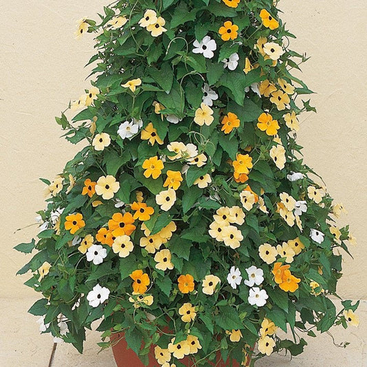 Black Eyed Susan Vine Thunbergia Seeds