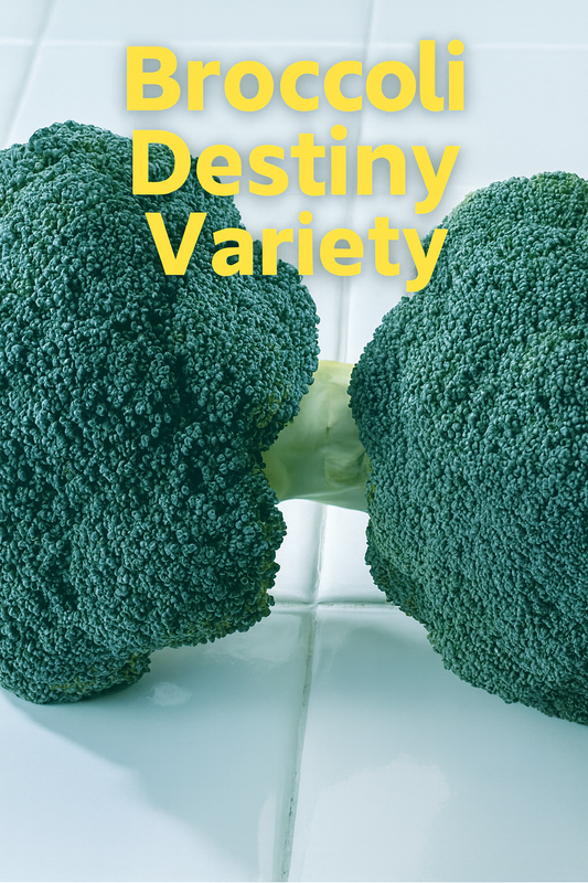 Broccoli Destiny F1 variety with compact, dome-shaped heads ready for harvest.