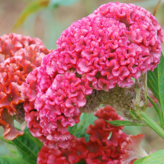 Celosia Chief Rose Seeds – elegant rose-pink plumes for cut flower gardens