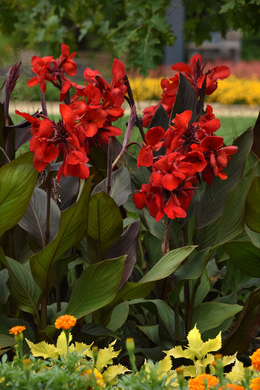 Cannova Bronze Scarlet with bold red and dark foliage