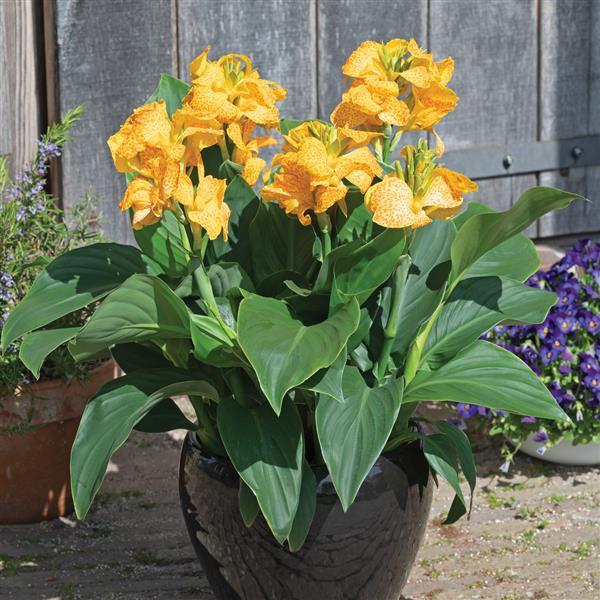Unleash Exotic Beauty with Canna Cannova® Gold Leopard