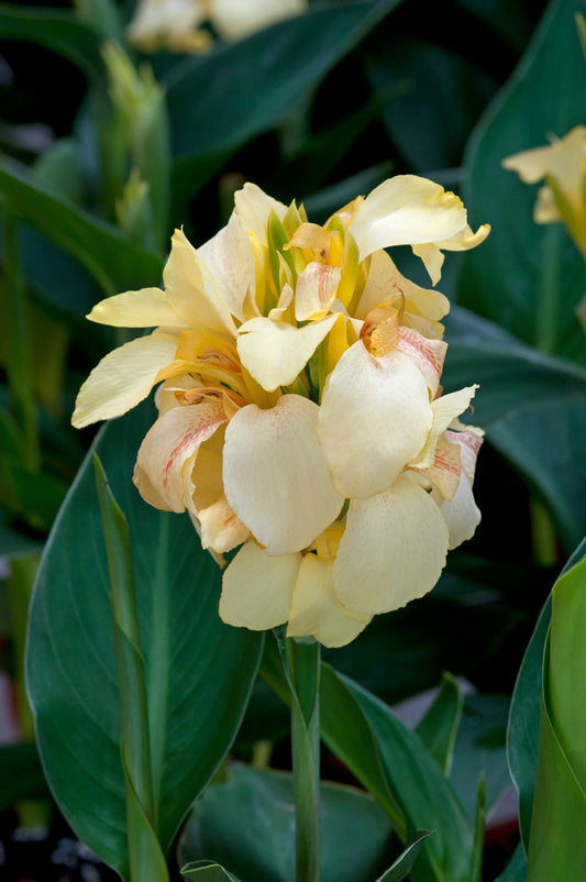 "Canna Cannova Lemon flower in bloom with pale yellow petals and lush green leaves in a sunny garden container"