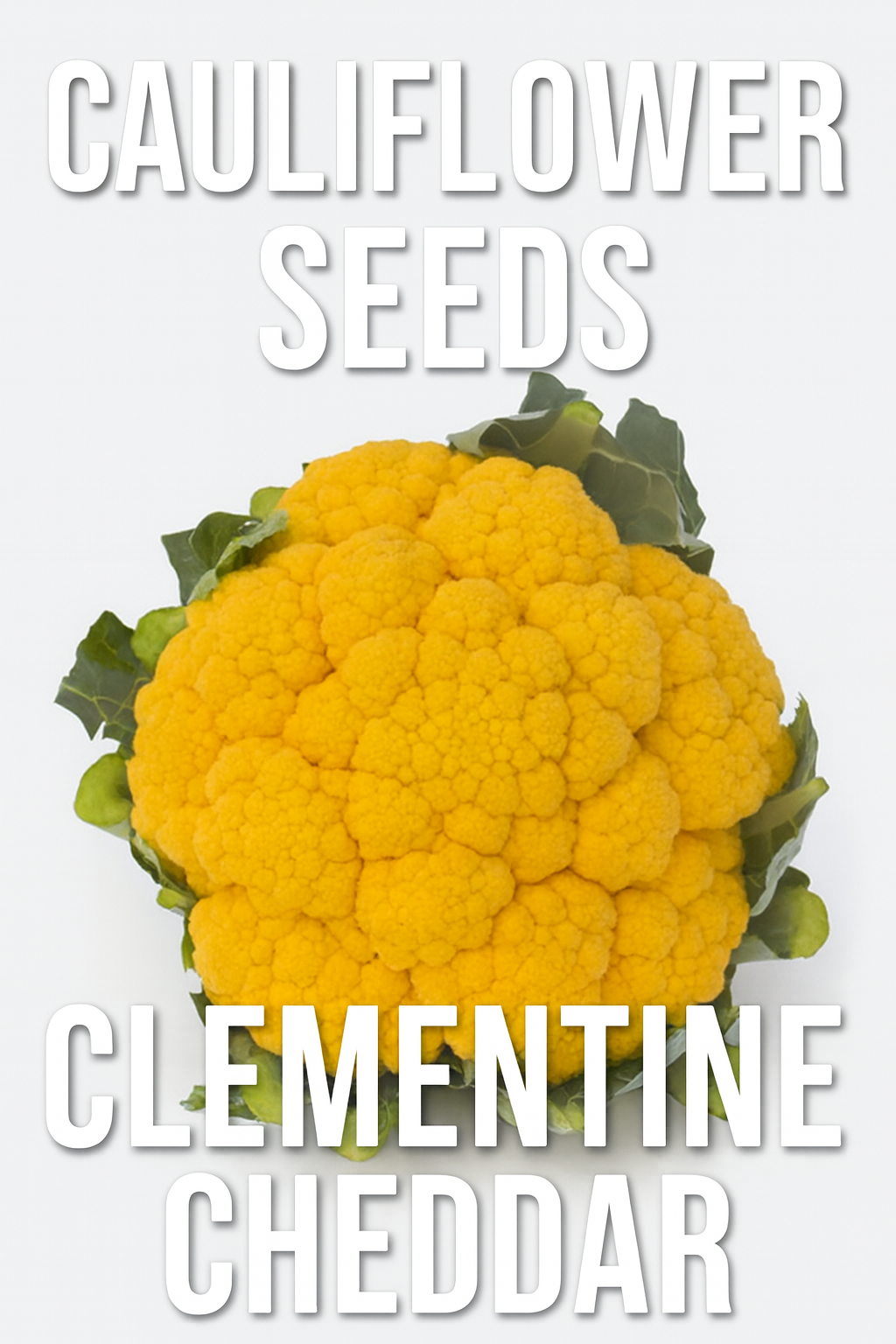 Clementine Cheddar Cauliflower with bright orange heads and green protective leaves.