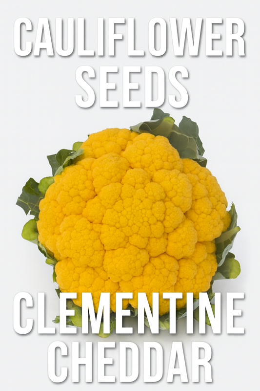 Clementine Cheddar Cauliflower with bright orange heads and green protective leaves.