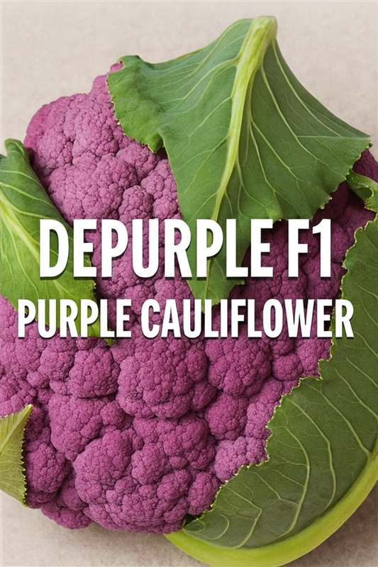 Depurple F1 Purple Cauliflower with vibrant purple curds growing in the garden